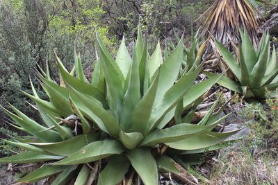 Agave gentryi, photographed by Francisco Martínez González