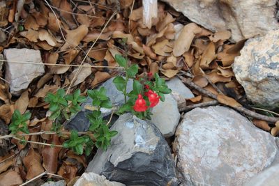 Salvia greggii, photographed by Francisco Martínez González