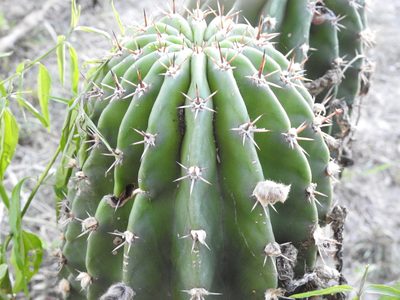Acanthocalycium rhodotrichum