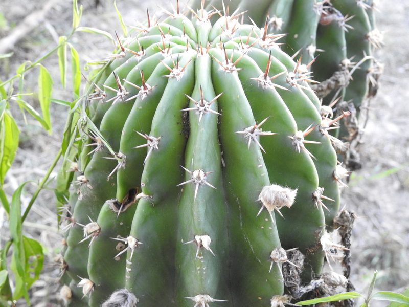Acanthocalycium rhodotrichum, photographed by K. Musálem