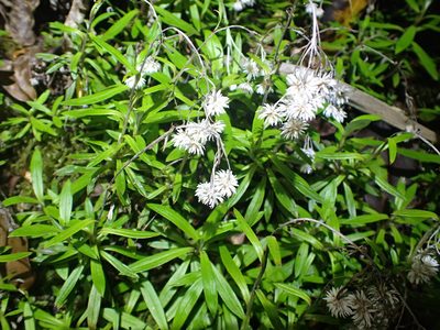 Anaphalioides trinervis, photographed by William Brockelsby