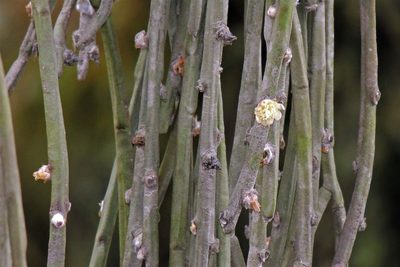Rhipsalis floccosa, photographed by Hugo Hulsberg