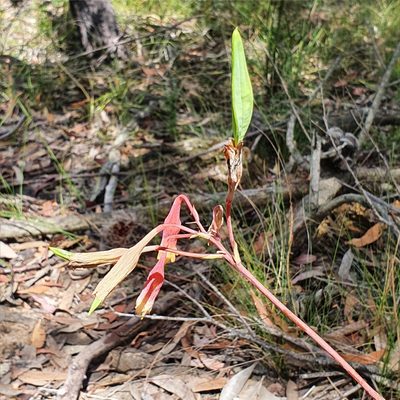 Blandfordia nobilis, photographed by ronavery