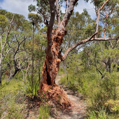Angophora costata, photographed by ronavery