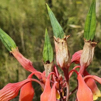 Blandfordia nobilis, photographed by ronavery