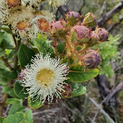 Angophora hispida, photographed by ronavery