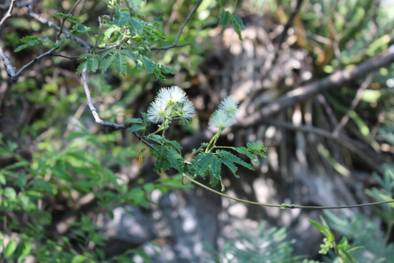 Havardia pallens, photographed by Francisco Martínez González