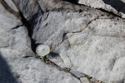 Epithelantha spinosior, photographed by Francisco Martínez González