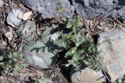 Epithelantha spinosior, photographed by Francisco Martínez González