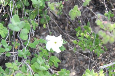 Mandevilla macrosiphon, photographed by Francisco Martínez González
