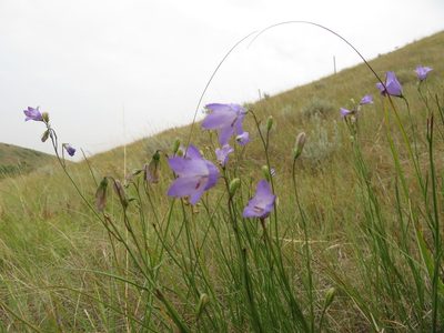 Campanula alaskana, photographed by dghjertaas