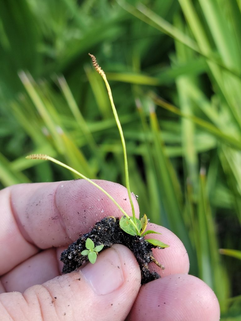 Ophioglossum nudicaule, photographed by Jay Horn