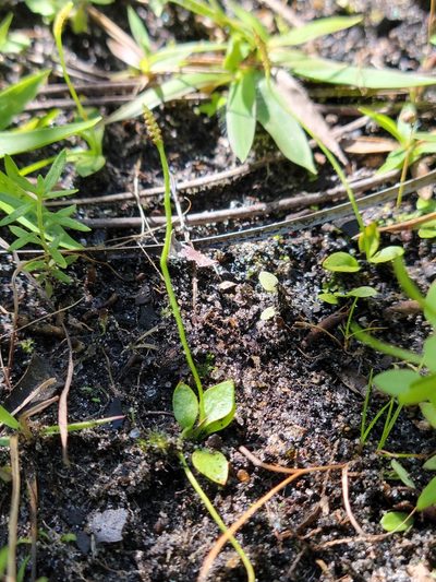 Ophioglossum nudicaule, photographed by Jay Horn
