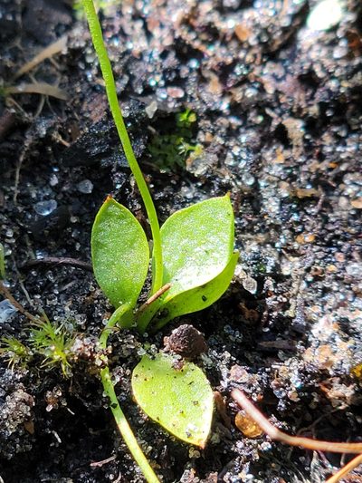 Ophioglossum nudicaule, photographed by Jay Horn