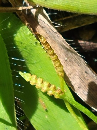 Ophioglossum nudicaule, photographed by Jay Horn