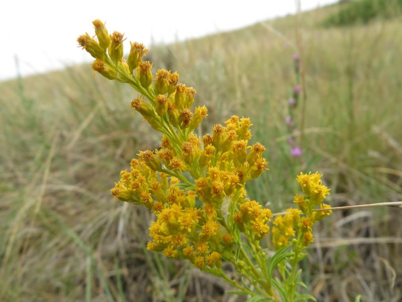 Solidago missouriensis, photographed by dghjertaas