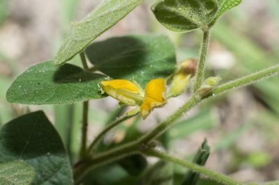 Rhynchosia edulis, photographed by Facundo Chieffo