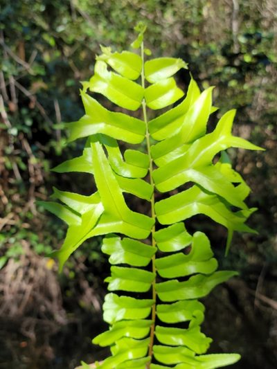 Nephrolepis falcata, photographed by Jay Horn