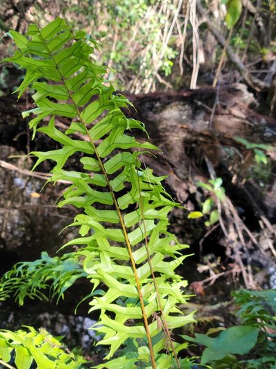 Nephrolepis falcata, photographed by Jay Horn