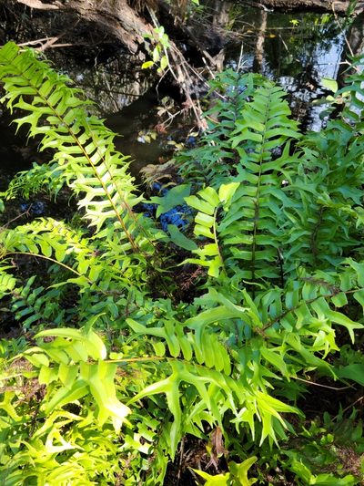 Nephrolepis falcata, photographed by Jay Horn