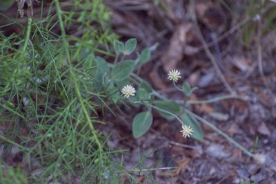 Pfaffia gnaphalioides, photographed by Facundo Chieffo