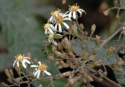 Dendrophorbium peregrinum, photographed by Hugo Hulsberg