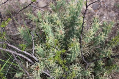 Cylindropuntia tunicata, photographed by Francisco Martínez González