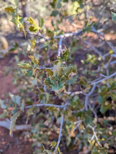 Quercus palmeri, photographed by Alexandre Passos