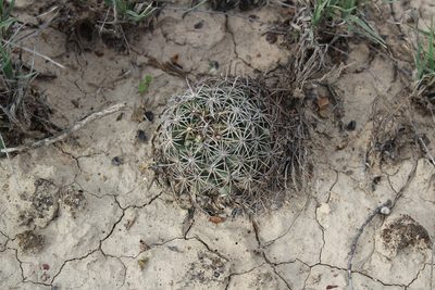 Coryphantha delicata, photographed by Francisco Martínez González