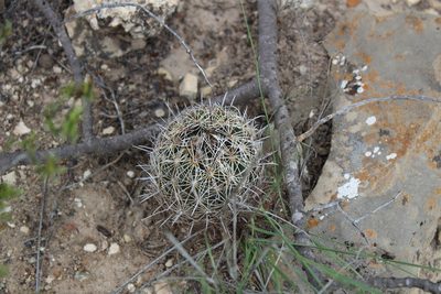 Coryphantha delicata, photographed by Francisco Martínez González
