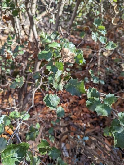 Quercus palmeri, photographed by Alexandre Passos
