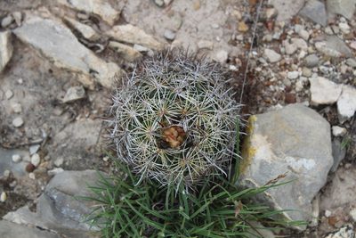 Coryphantha delicata, photographed by Francisco Martínez González