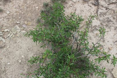 Jatropha dioica