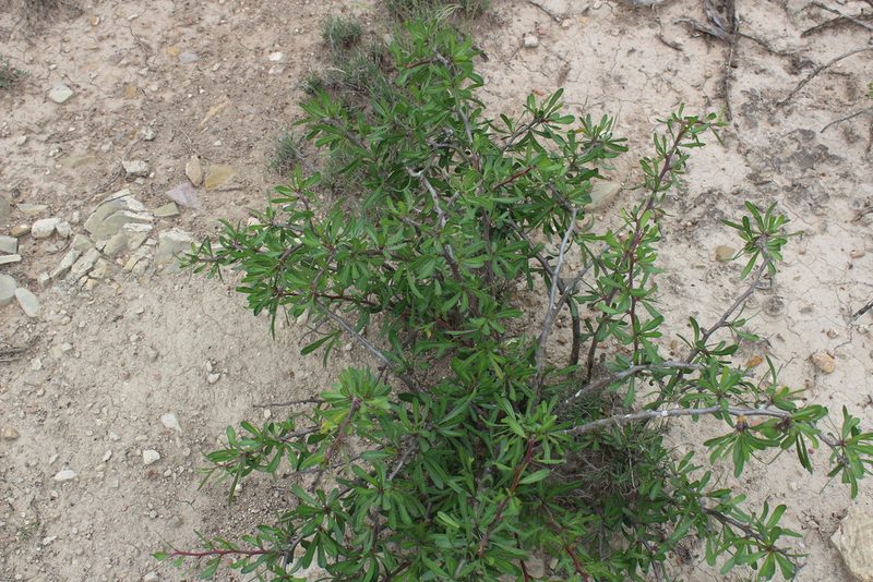 Jatropha dioica, photographed by Francisco Martínez González