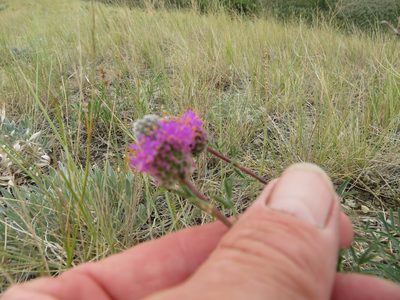 Dalea purpurea, photographed by dghjertaas