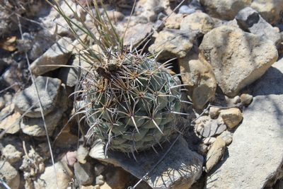 Coryphantha salinensis, photographed by Francisco Martínez González