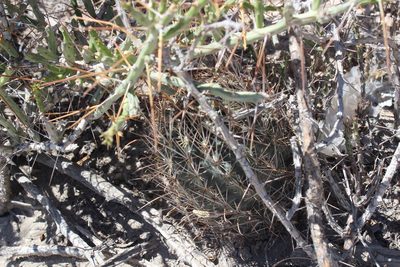 Sclerocactus scheeri, photographed by Francisco Martínez González