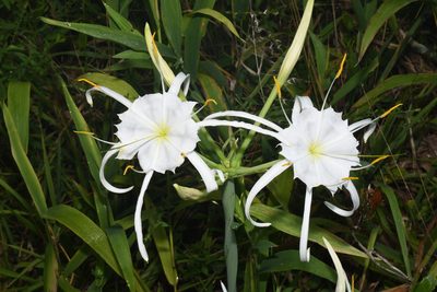 Hymenocallis occidentalis, photographed by Brian Finzel
