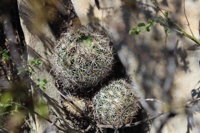 Coryphantha delicata, photographed by Francisco Martínez González