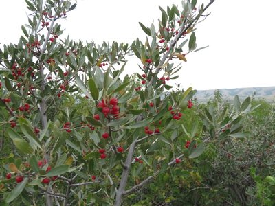 Shepherdia argentea, photographed by dghjertaas