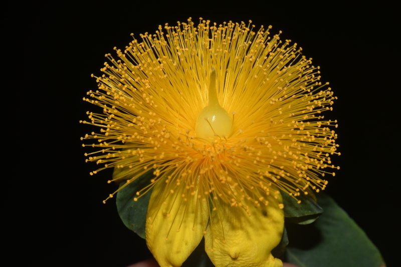 Hypericum frondosum, photographed by Brian Finzel