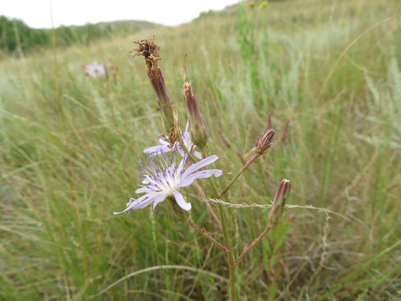 Lactuca oblongifolia, photographed by dghjertaas
