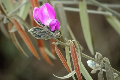 Collaea argentina, photographed by Hugo Hulsberg