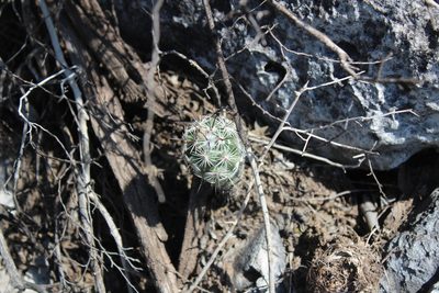 Cochemiea conoidea, photographed by Francisco Martínez González