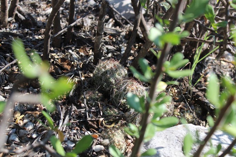 Coryphantha nickelsiae, photographed by Francisco Martínez González