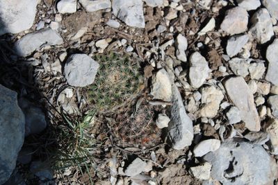 Mammillaria heyderi, photographed by Francisco Martínez González