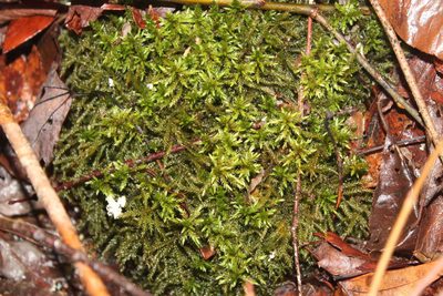 Climacium americanum, photographed by Violet T.