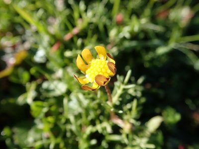 Blennosperma nanum, photographed by joergmlpts