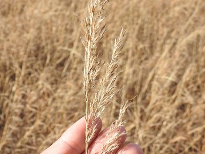 Sorghastrum nutans, photographed by Sam Kieschnick