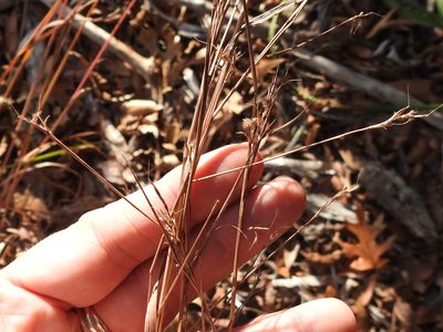 Schizachyrium scoparium, photographed by Sam Kieschnick